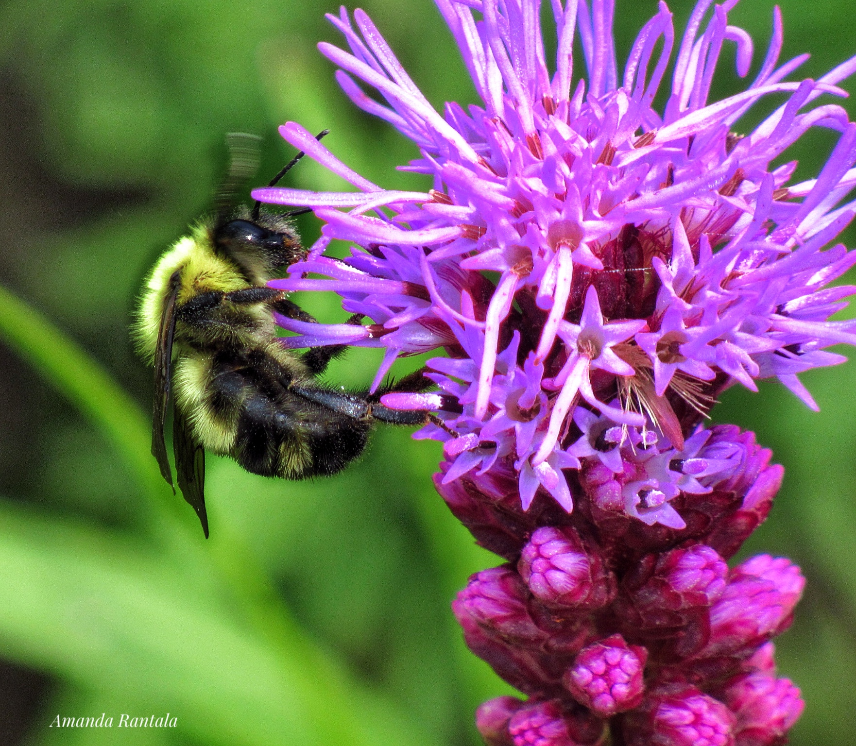 Up Close and Personal: My Journey Through the Lens on Photographing “Nature’s Imposters”