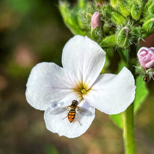 Capturing Nature’s Beauty: One Petal at a Time