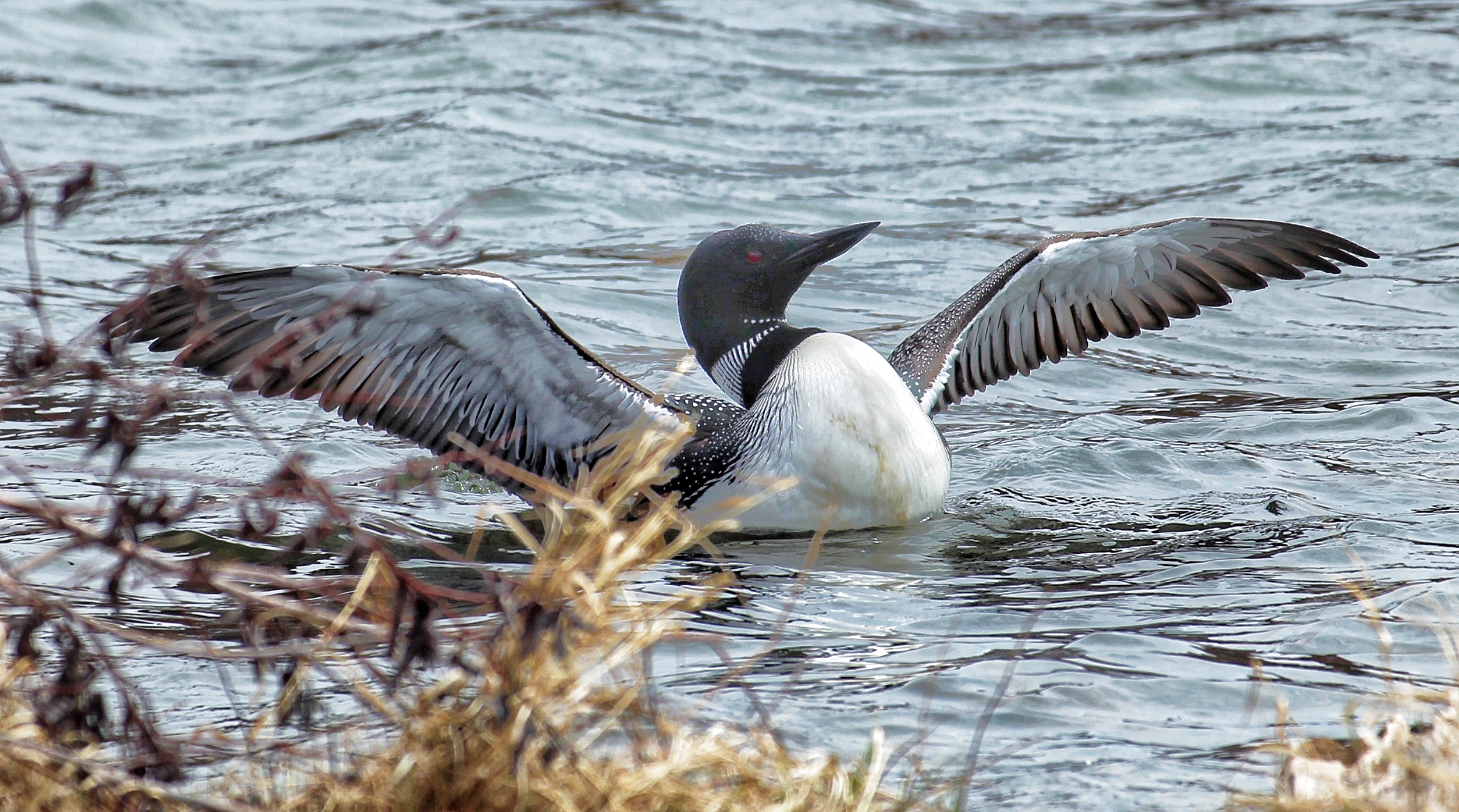Loons